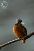 Kingfisher
